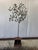 From my in-laws estate is this unique Vintage Mid Century Italian Tole Citrus Tree handcrafted in metal with hand...