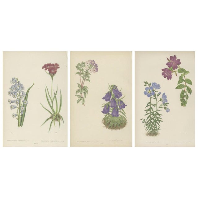 David Wooster, Victorian Triptych of Alpine Flowers from Alpine Plants, 1874, Print, Set of 3 For Sale - Image 3 of 5