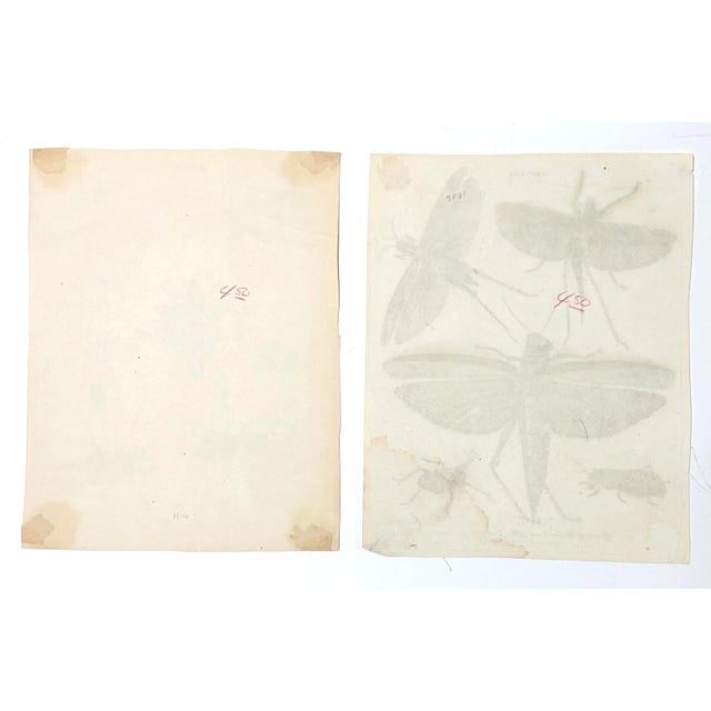 1806 Hand-Colored Entomology Engravings by J. Wilkes – Set of 2 For Sale - Image 12 of 12