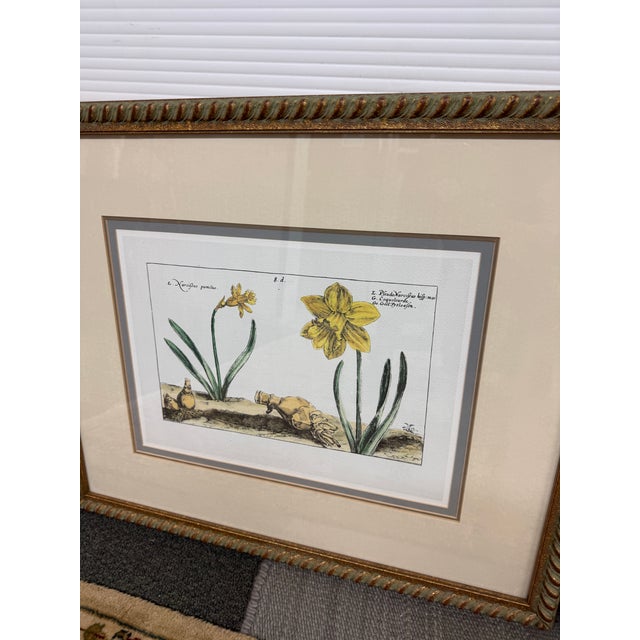 Soicher-Marin Daffodil Botanical Art Print, Pair For Sale - Image 11 of 12