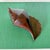 Vintage Large Carved Ironwood Conch Shell Sculpture Objects, a Pair For Sale - Image 9 of 16