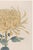 Japanese Yellow Mum by Hasegawa, Vintage Japanese Botanical Art Print, 20" X 30" For Sale - Image 3 of 8