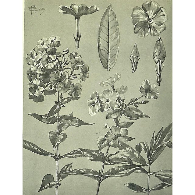 1902 Set of 3-Antique French Botanicals- Phlox, Bluets, Mallow, Documentation For Sale - Image 11 of 14
