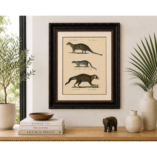Egyptian Mongoose, Genet & Civet, Brodtmann Natural History Lithograph, 1816 This original hand-colored lithograph...