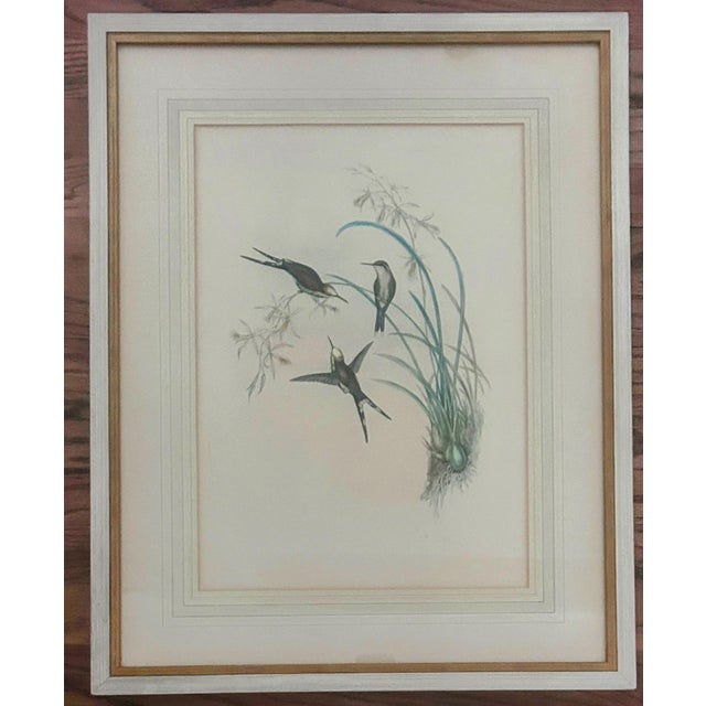 Realism Antique Original J Gould H C Richter Hummingbird "Chlorostilbon Auriceps" Framed Lithograph For Sale - Image 3 of 14