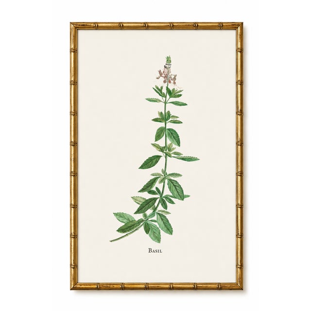Basil Herb by Redouté, Vintage Botanical Art Print, 32" X 48" For Sale In Buffalo - Image 6 of 9