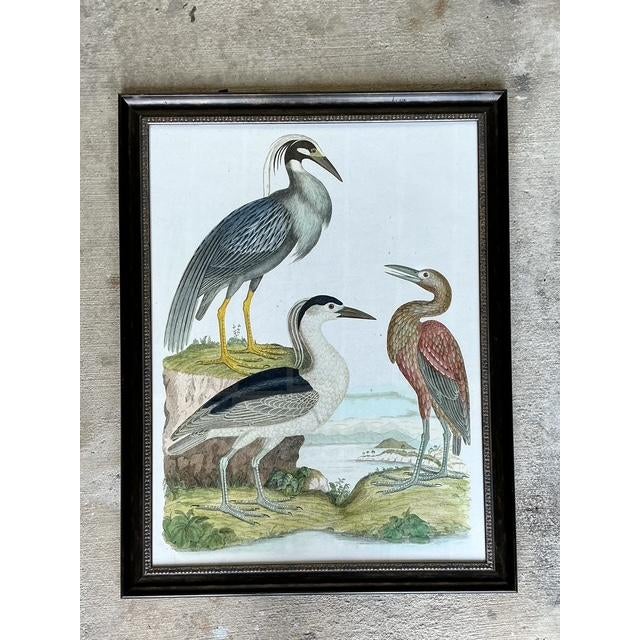 This grand-scale vintage ornithological print captures the timeless beauty of the natural world, rendered in the classic...