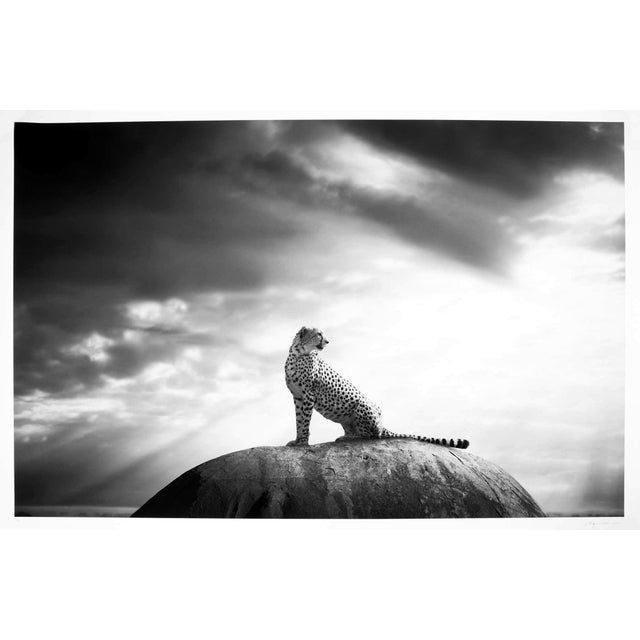 Artist: Björn Persson (Swedish.1974-) Title: Cheetah's Throne XL Medium: Inkjet pigment print on Hahnemühle Photo Rag...