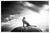 Artist: Björn Persson (Swedish.1974-) Title: Cheetah's Throne XL Medium: Inkjet pigment print on Hahnemühle Photo Rag...