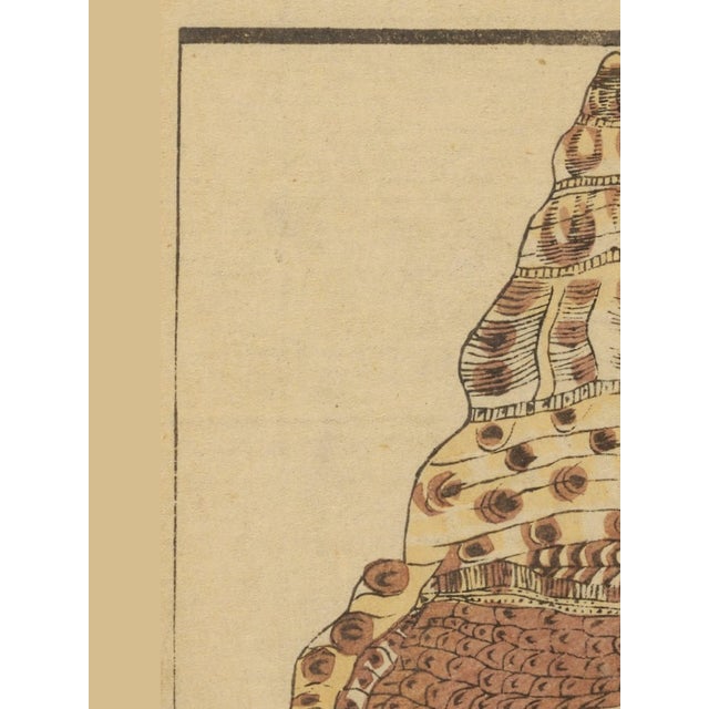 A captivating study of a Japanese whelk shell reproduced from a 19th-century woodblock print in Banshō Shashin Zufu, a...