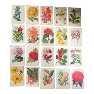 Set of 20 Color Botanical Prints From the 19th Century. For Sale