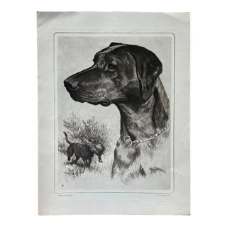 Mid 20th Century Black Labrador Etching Print For Sale