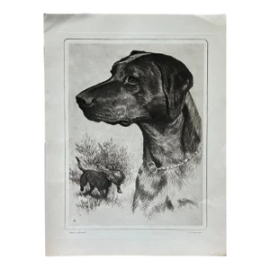 Mid 20th Century Black Labrador Etching Print