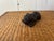 MCM Carved Ebony Pug For Sale - Image 10 of 12