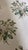 Schumacher Schumacher 179630 Loudon Rose Ivory Cotton Chintz Fabric 4 Yards For Sale - Image 4 of 7