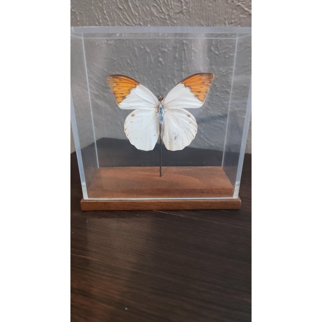 Handmade great orange tip butterfly (Hebomoia Glaucippe) displayed on a pin in a clear shadow box. Made of wood, this...