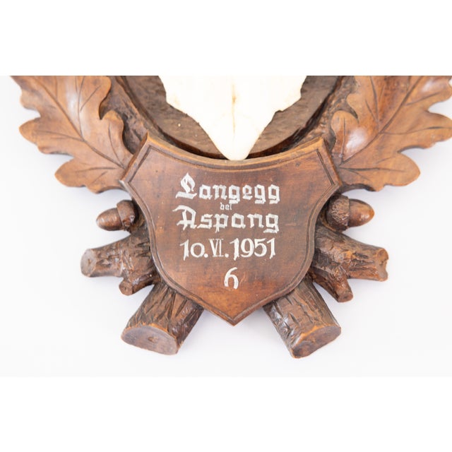 Cabin Black Forest Roe Deer Antlers Hunting Trophy 1951 Mount For Sale - Image 3 of 7