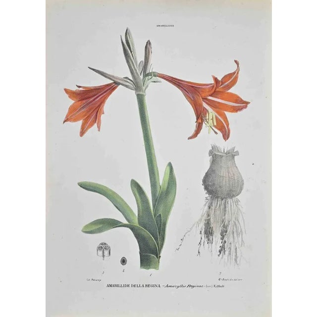 Lithograph hand watercolored. Belongs to the Series "Atlante di Botanica popolare ossia Illustrazione di Piante Notevoli...