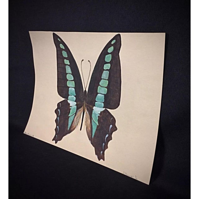 1980s 1985 Watercolor of a Brown & Blue Butterfly by J. René Rommel – Signed For Sale - Image 5 of 7