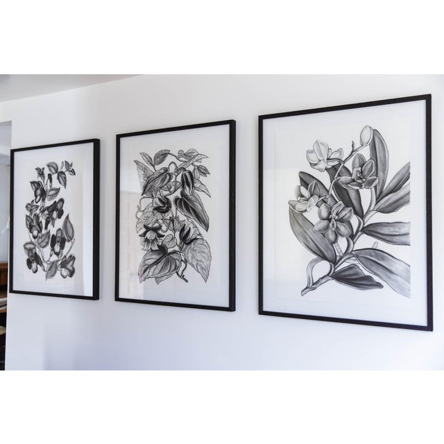 (Vanda Cathcarti Lindl) Contemporary Botanical Black and White Print For Sale - Image 4 of 4