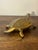 Vintage Brass Turtle Trinket Dish With Lift-Top Shell For Sale - Image 4 of 7