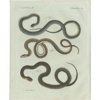 Bertuch, Three European Snakes, 1802, Engraving For Sale
