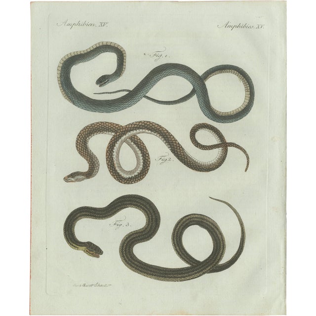 Bertuch, Three European Snakes, 1802, Engraving For Sale
