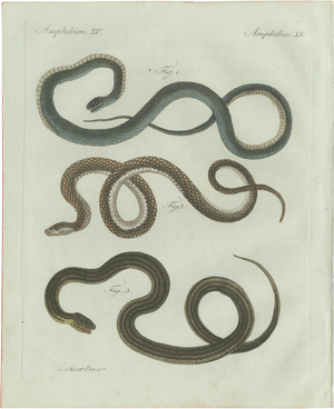 Bertuch, Three European Snakes, 1802, Engraving