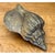 Vintage Patinated Brass Conch Shell For Sale - Image 10 of 12