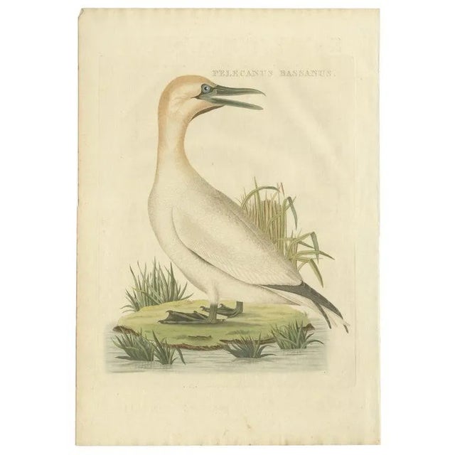 Sepp & Nozeman, Northern Gannet, 1829, Paper For Sale