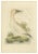 Sepp & Nozeman, Northern Gannet, 1829, Paper For Sale