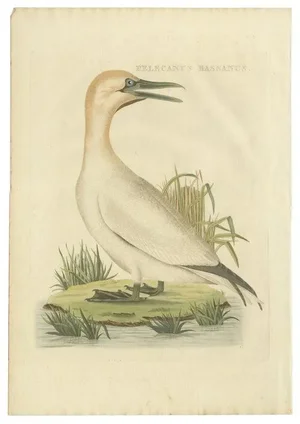 Sepp & Nozeman, Northern Gannet, 1829, Paper