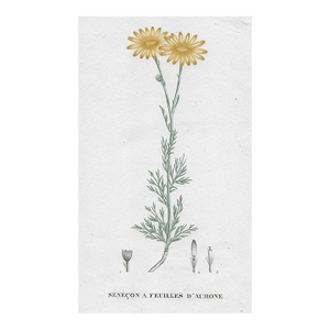 1828 French Botanical Floral Engraving by Jean Henri Jaume Saint-Hilaire
