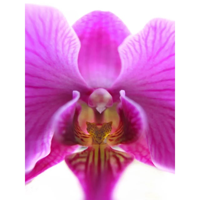 Botanical Photograph - "Alien Orchid" For Sale