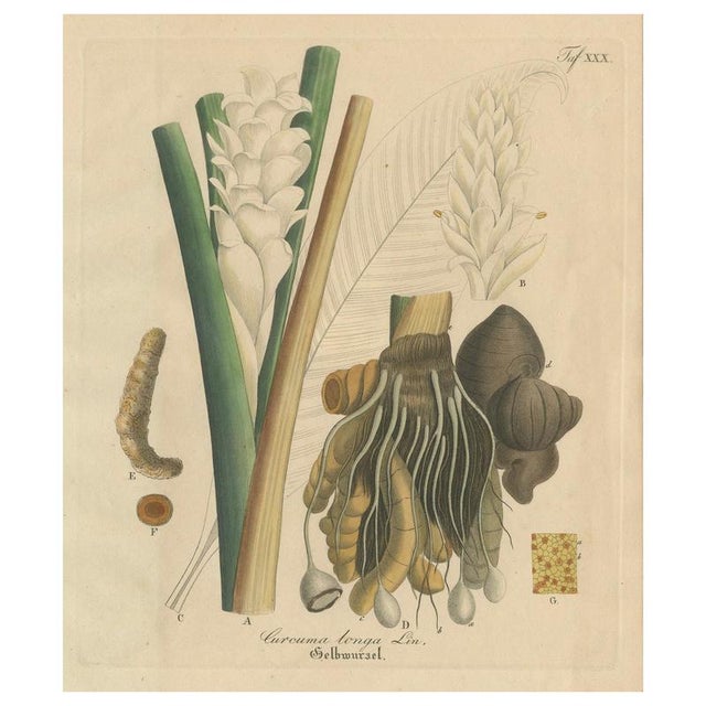 Curcuma Longa, 1800s, Paper For Sale - Image 10 of 10