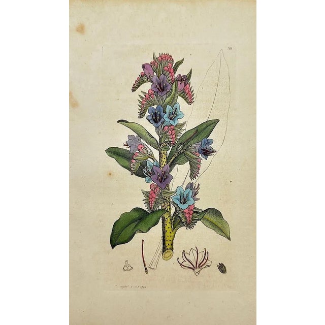 Early 19th Century James Sowerby – Set of 8 Botanical and Natural History Prints – Tortula Tortuosa For Sale - Image 9 of 9