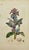 Early 19th Century James Sowerby – Set of 8 Botanical and Natural History Prints – Tortula Tortuosa For Sale - Image 9 of 9