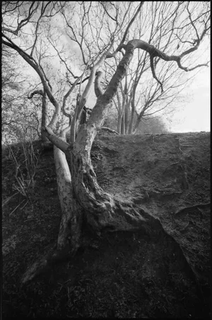 Paul Cooklin, Tree Branches, Silver Gelatin Photograph