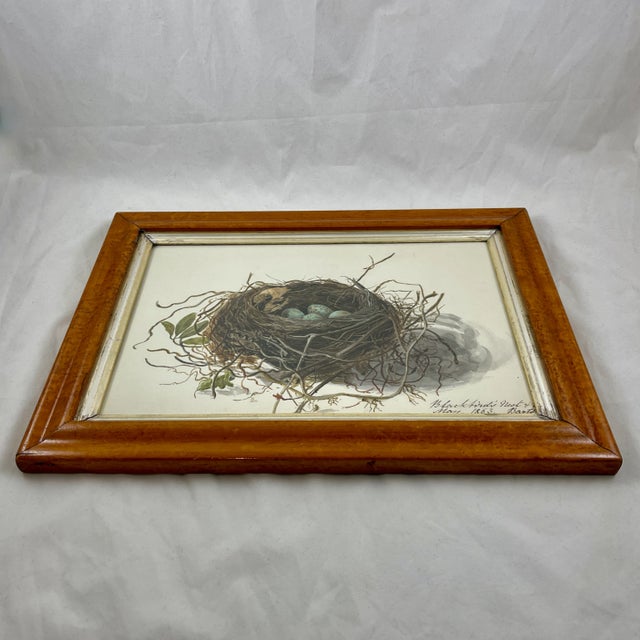 Cream English Regency Period Original Watercolor Maple Frame Blackbird Nest and Eggs For Sale - Image 8 of 11