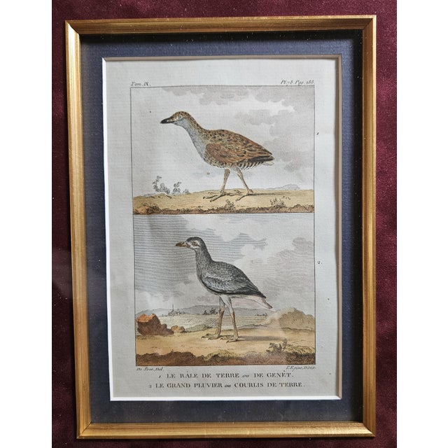 Maroon Late 19th Century Antique French Bird Prints For Sale - Image 8 of 11