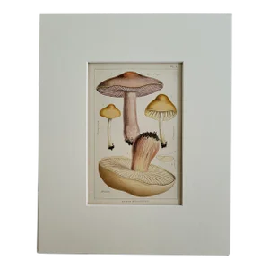 1894 Color Lithograph of Champignon, Blewits & Blue Caps Edible Mushrooms