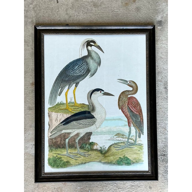 Vintage Audubon Print of Three Birds For Sale - Image 10 of 12