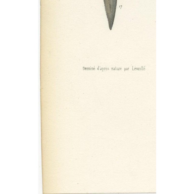 Gold Hirschfeld and Leveille, Spinal Cord and Its Serial Sections, Hirschfeld Double Folding Plate, 1866, Paper For Sale - Image 8 of 12
