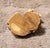 Antique Chinese Ivory Netsuke Pig - Ming/Quing Dynasty For Sale - Image 4 of 6