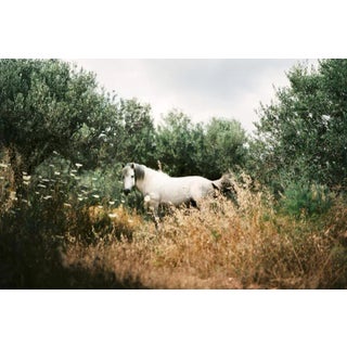 horses by Andrea Buzzichelli Print, 24" x 36" For Sale