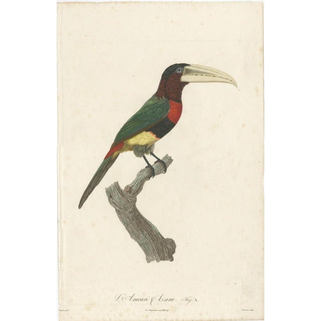 Titels of each print: "l'aracari azara." and "l'aracari verd mâle." the ivory-billed aracari, or ivory-billed araçari...