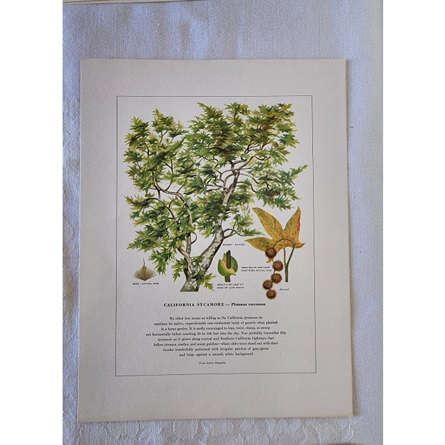 Paper A Portfolio of Native Western Trees by Harry O Diamond Painted for Sunset Magazine Nov 1956 For Sale - Image 7 of 10