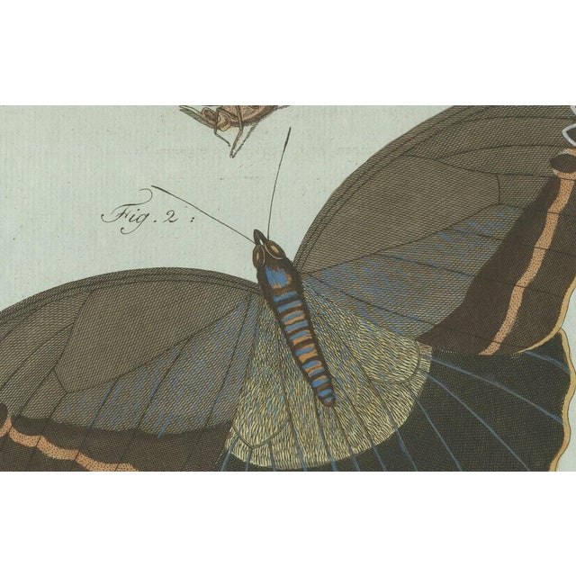 Bertuch, Two Exotic Butterflies, C. 1800, Engraving For Sale - Image 6 of 9