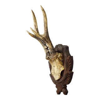 Black Forest Vintage Roe Deer Trophy on Carved Plaque, Germany 1930s For Sale