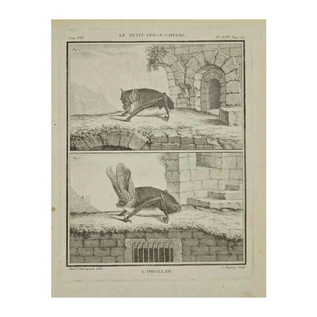 Jean Charles Baquoy, L'Oreillar, Etching, 1771 For Sale